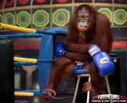 Boxing-Monkey-Funny-Monkeys.jpg
