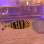 Pilot fish 1.jpg