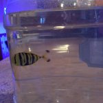 Pilot fish 2.jpg