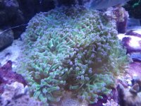 Frog spawn.JPG