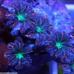 large-Clove Polyp_Clavularia sp..jpg
