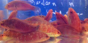 carpenter wrasse.jpg