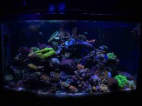 ImageUploadedByReefs2015-03-16 09:57:45 EDT.jpg