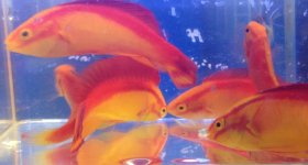 flame wrasses.jpg