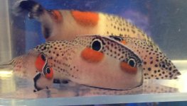 twinspot wrasse.jpg