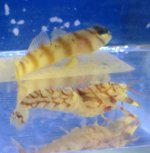pistol shrimp 1.jpg