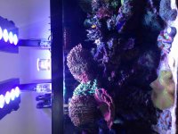 ImageUploadedByReefs2015-03-16 13:58:45 EDT.jpg
