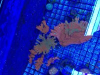 IMG_3330.jpg