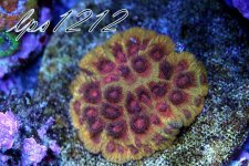 IMG_5178.JPG