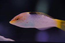 DSC08513.jpg