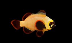 Gold-nugget-clownfish-583x400.jpg