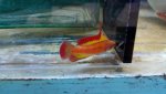 flamewrasse.jpg