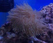 ImageUploadedByReefs2014-12-14 11:41:25 EST.jpg