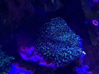 ImageUploadedByReefs2014-06-16 13:12:35 EDT.jpg