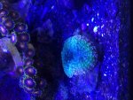 ImageUploadedByReefs2014-06-16 13:13:27 EDT.jpg