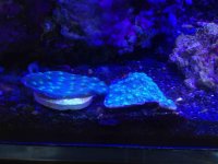 ImageUploadedByReefs2014-06-16 13:16:36 EDT.jpg