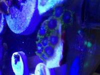 ImageUploadedByReefs2014-06-16 13:22:05 EDT.jpg