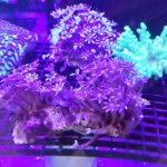 day 2 clove polyp.jpg