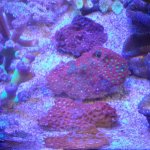 day 2 war coral.jpg