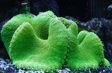 green carpet.jpg
