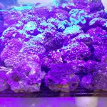 day 2 zoa's.jpg
