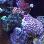 day 2 zoas.jpg