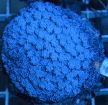 Goniopora Royal Blue $29.jpg