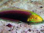 radient_wrasse.jpg