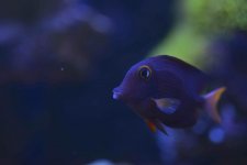 ImageUploadedByReefs2015-03-17 21:06:37 EDT.jpg