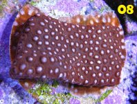 08_Red_Cyphastrea.JPG
