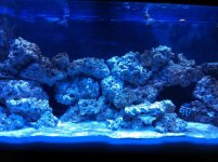 ImageUploadedByReefs2014-08-01 21:00:39 EDT.jpg