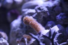 2014-09-22 coral frag 004 (Medium).jpg
