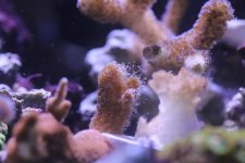2014-09-22 coral frag 003 (Medium).jpg