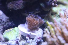 2014-09-22 coral frag 007 (Medium).jpg