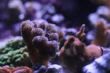 2014-09-22 coral frag 002 (Medium).jpg