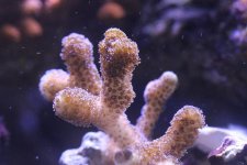 2014-09-22 coral frag 001 (Medium).jpg