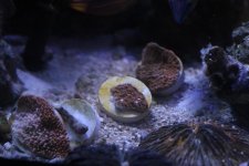 2014-09-22 coral frag 005 (Medium).jpg