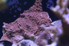 2014-09-22 coral frag 006 (Medium).jpg