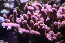 2014-09-22 coral frag 010 (Medium).jpg