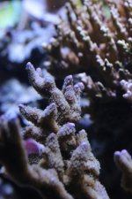 2014-09-22 coral frag 009 (Medium).JPG