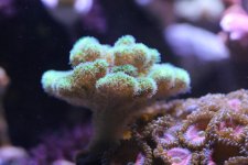 2014-09-22 coral frag 011 (Medium).jpg