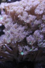 2014-09-22 coral frag 012 (Medium).JPG
