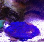 blue star polyps coral $40 .jpg