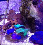 mixed mushrooms colony $40  .jpg