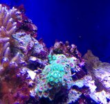 mixed zoa polyps coral $25  .jpg
