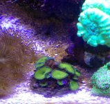 nuclear green palys coral $35 .jpg