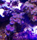 purple death palys coral $35 .jpg