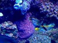 Chalice colony.jpg