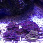 purple death palys coral frags $25 each .jpg