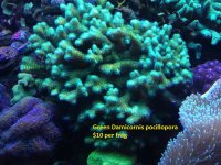 greendamicornis.jpg